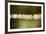 Beautiful bokeh, nature light with green background-Paivi Vikstrom-Framed Photographic Print