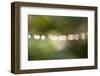 Beautiful bokeh, nature light with green background-Paivi Vikstrom-Framed Photographic Print