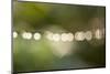 Beautiful bokeh, nature light with green background-Paivi Vikstrom-Mounted Photographic Print