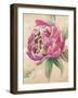 Beautiful Bouquet of Peonies in Pink II-Patricia Pinto-Framed Art Print