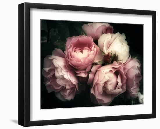 Beautiful Bouquet of Pink Rose Flowers on a Dark Background, Soft and Romantic Vintage Filter, Look-null-Framed Photographic Print