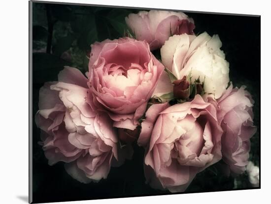 Beautiful Bouquet of Pink Rose Flowers on a Dark Background, Soft and Romantic Vintage Filter, Look-null-Mounted Photographic Print