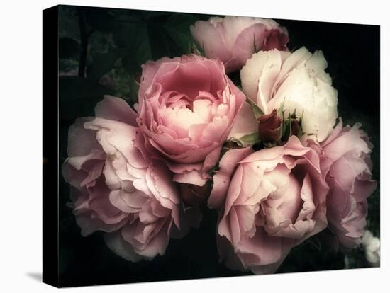 Beautiful Bouquet of Pink Rose Flowers on a Dark Background, Soft and Romantic Vintage Filter, Look-null-Stretched Canvas