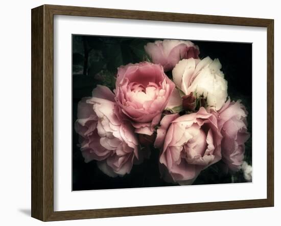 Beautiful Bouquet of Pink Rose Flowers on a Dark Background, Soft and Romantic Vintage Filter, Look-null-Framed Photographic Print