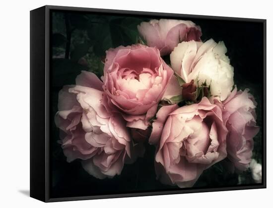 Beautiful Bouquet of Pink Rose Flowers on a Dark Background, Soft and Romantic Vintage Filter, Look-null-Framed Stretched Canvas