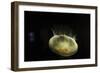 Beautiful Brightly Lit Up Bioluminescence of This Moon Jellyfish-Sheila Haddad-Framed Photographic Print