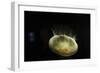 Beautiful Brightly Lit Up Bioluminescence of This Moon Jellyfish-Sheila Haddad-Framed Photographic Print