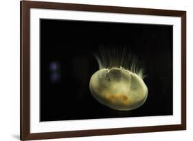 Beautiful Brightly Lit Up Bioluminescence of This Moon Jellyfish-Sheila Haddad-Framed Photographic Print