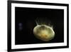 Beautiful Brightly Lit Up Bioluminescence of This Moon Jellyfish-Sheila Haddad-Framed Photographic Print