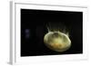 Beautiful Brightly Lit Up Bioluminescence of This Moon Jellyfish-Sheila Haddad-Framed Photographic Print