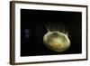 Beautiful Brightly Lit Up Bioluminescence of This Moon Jellyfish-Sheila Haddad-Framed Photographic Print