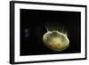 Beautiful Brightly Lit Up Bioluminescence of This Moon Jellyfish-Sheila Haddad-Framed Photographic Print