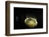 Beautiful Brightly Lit Up Bioluminescence of This Moon Jellyfish-Sheila Haddad-Framed Photographic Print