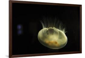 Beautiful Brightly Lit Up Bioluminescence of This Moon Jellyfish-Sheila Haddad-Framed Photographic Print