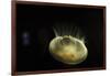 Beautiful Brightly Lit Up Bioluminescence of This Moon Jellyfish-Sheila Haddad-Framed Photographic Print
