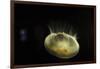 Beautiful Brightly Lit Up Bioluminescence of This Moon Jellyfish-Sheila Haddad-Framed Premium Photographic Print