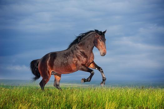 Beautiful Brown Horse Running Gallop' Photographic Print - dozornaya 