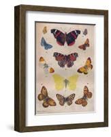 'Beautiful Butterflies of the British Isles', c1934-Unknown-Framed Giclee Print