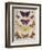 'Beautiful Butterflies of the British Isles', c1934-Unknown-Framed Giclee Print