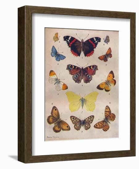 'Beautiful Butterflies of the British Isles', c1934-Unknown-Framed Giclee Print