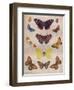 'Beautiful Butterflies of the British Isles', c1934-Unknown-Framed Giclee Print