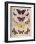 'Beautiful Butterflies of the British Isles', c1934-Unknown-Framed Giclee Print