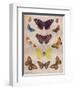 'Beautiful Butterflies of the British Isles', c1934-Unknown-Framed Giclee Print