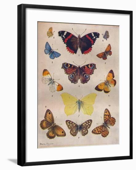 'Beautiful Butterflies of the British Isles', c1934-Unknown-Framed Giclee Print