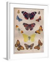 'Beautiful Butterflies of the British Isles', c1934-Unknown-Framed Giclee Print