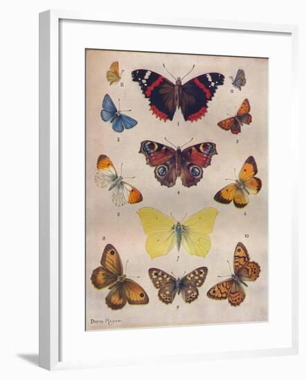 'Beautiful Butterflies of the British Isles', c1934-Unknown-Framed Giclee Print