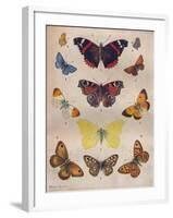 'Beautiful Butterflies of the British Isles', c1934-Unknown-Framed Giclee Print