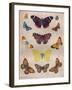 'Beautiful Butterflies of the British Isles', c1934-Unknown-Framed Giclee Print