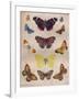 'Beautiful Butterflies of the British Isles', c1934-Unknown-Framed Giclee Print