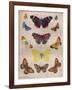 'Beautiful Butterflies of the British Isles', c1934-Unknown-Framed Giclee Print