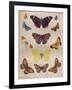 'Beautiful Butterflies of the British Isles', c1934-Unknown-Framed Giclee Print