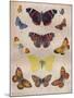 'Beautiful Butterflies of the British Isles', c1934-Unknown-Mounted Giclee Print