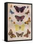 'Beautiful Butterflies of the British Isles', c1934-Unknown-Framed Stretched Canvas