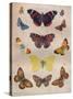 'Beautiful Butterflies of the British Isles', c1934-Unknown-Stretched Canvas