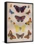 'Beautiful Butterflies of the British Isles', c1934-Unknown-Framed Stretched Canvas