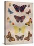 'Beautiful Butterflies of the British Isles', c1934-Unknown-Stretched Canvas