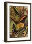 Beautiful Butterflies: Ornithopteras, or Bird-Wing Butterflies, and Urania Rhiphoeus (Colour Litho)-Arthur Twidle-Framed Giclee Print