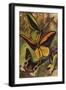 Beautiful Butterflies: Ornithopteras, or Bird-Wing Butterflies, and Urania Rhiphoeus (Colour Litho)-Arthur Twidle-Framed Giclee Print