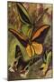 Beautiful Butterflies: Ornithopteras, or Bird-Wing Butterflies, and Urania Rhiphoeus (Colour Litho)-Arthur Twidle-Mounted Giclee Print