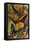 Beautiful Butterflies: Ornithopteras, or Bird-Wing Butterflies, and Urania Rhiphoeus (Colour Litho)-Arthur Twidle-Framed Stretched Canvas