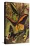 Beautiful Butterflies: Ornithopteras, or Bird-Wing Butterflies, and Urania Rhiphoeus (Colour Litho)-Arthur Twidle-Stretched Canvas