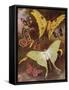 Beautiful Butterflies: Various Moths, with the Most Wonderful Moth in the World, from Madagascar (C-Arthur Twidle-Framed Stretched Canvas