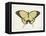 Beautiful Butterfly I-Vision Studio-Framed Stretched Canvas
