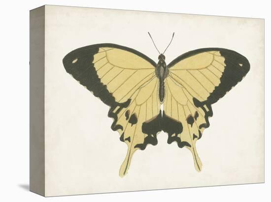 Beautiful Butterfly I-Vision Studio-Stretched Canvas