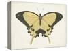 Beautiful Butterfly I-Vision Studio-Stretched Canvas