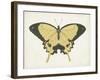 Beautiful Butterfly I-Vision Studio-Framed Art Print